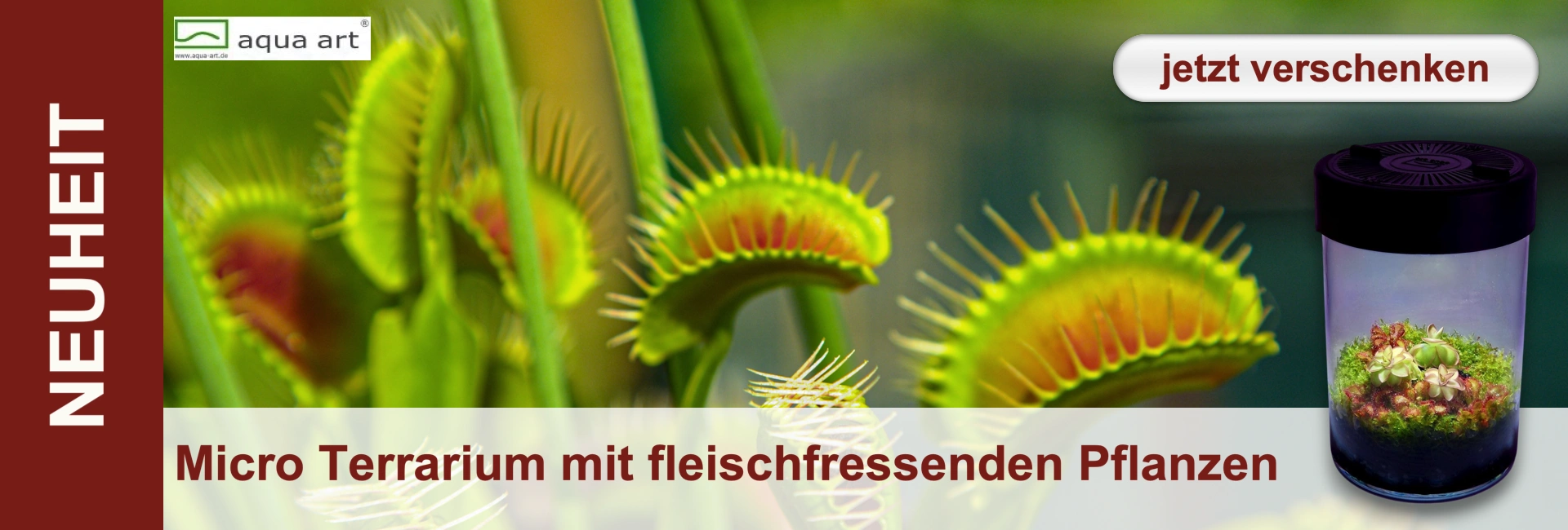 Tre trappole di Venere aperte e un micro-terrario con piante carnivore.