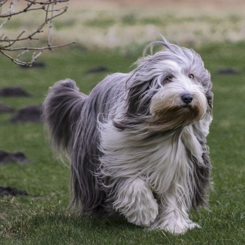 Grau-weißer Bearded Collie Hund mit langem Fell im Wind, auf einer grünen Wiese.