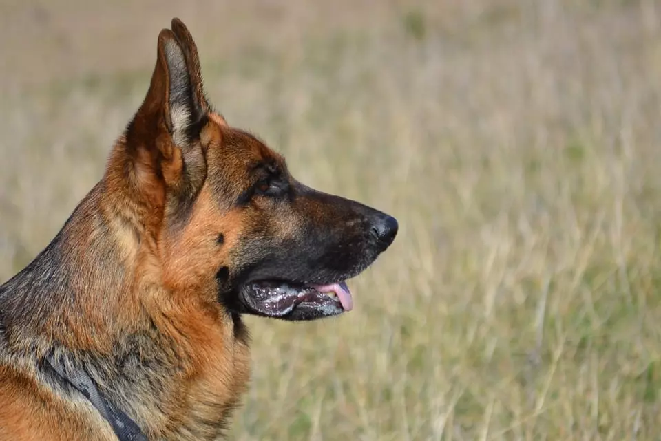 sch-fer Deutscher Schäferhund