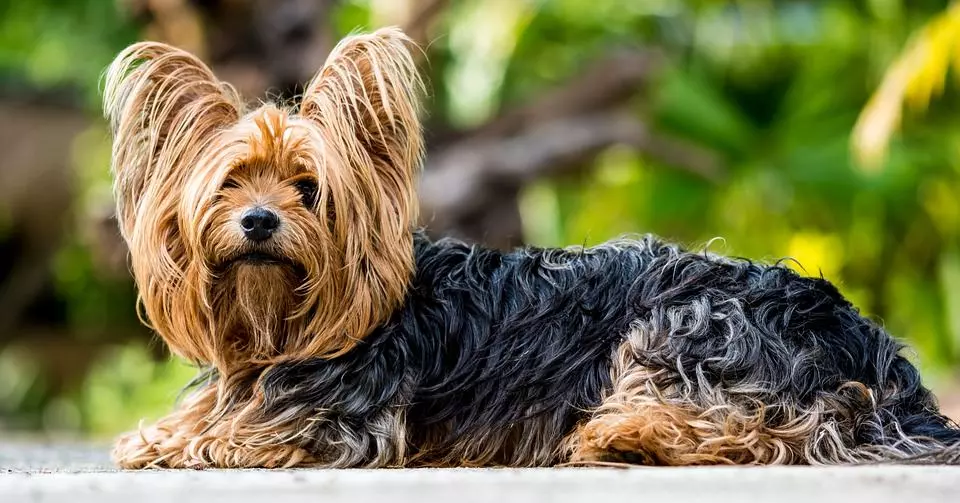 terrier Yorkshire Terrier