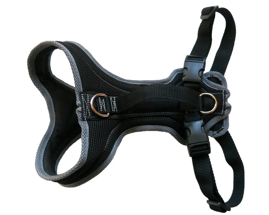 fxgydf Dog FunRun Standart Typus Bolonka Zwetna/ Yorkshire Terrier