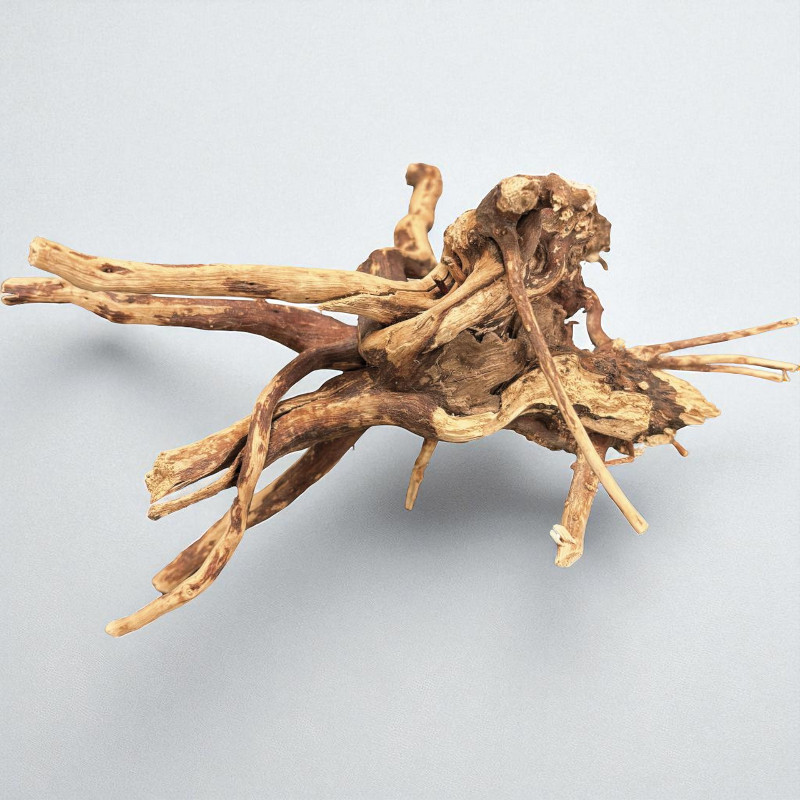 BIO ART SPIDER WOOD 10-15 CM