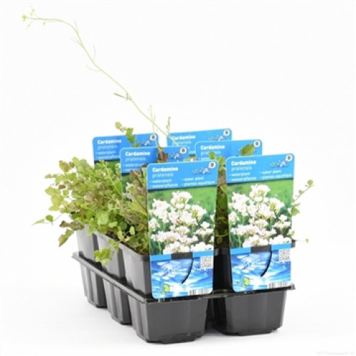 Mehrere Cardamine pratensis Wasserpflanzen in einer schwarzen Kunststoff-Transportverpackung vor einem weißen Hintergrund.