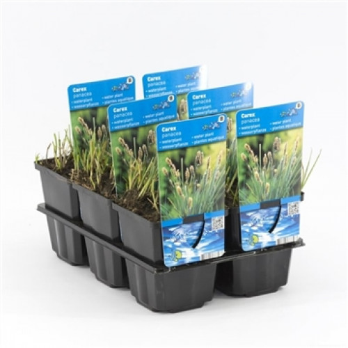 Un plateau avec des plants de la plante aquatique Carex panacea, identifiés par des étiquettes bleues, sur un fond blanc.