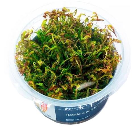 Rotala wallichii (herbe à mousse rouge)