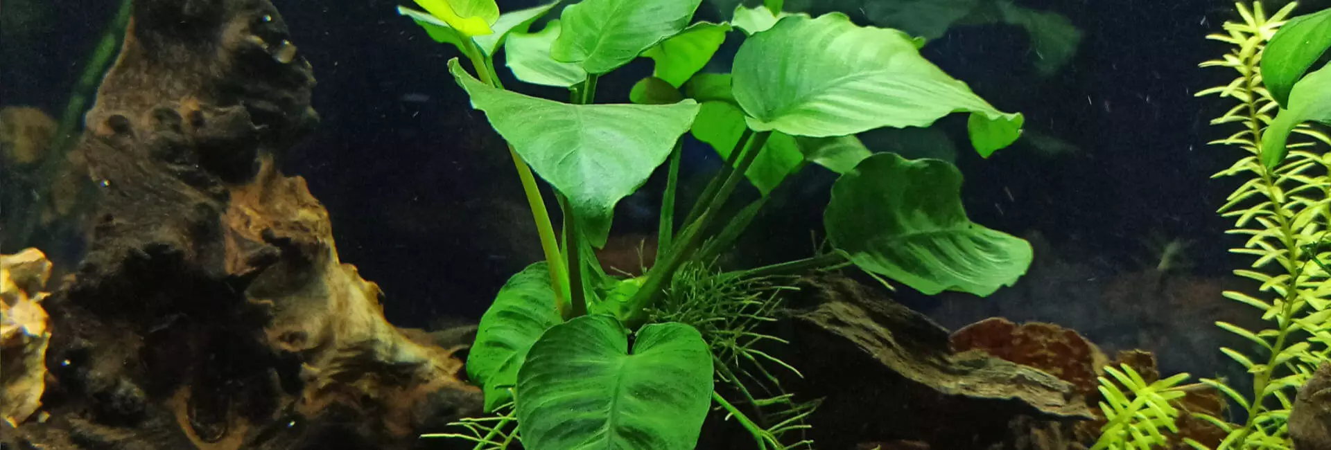 Aquarium Pflanzen für Barschaquarium Aquarium Pflanzen für Barschaquarium