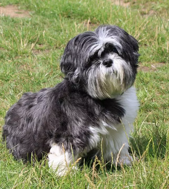 tzu Shih Tzu