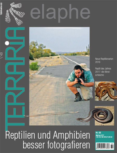 Terraria 65 - Reptilien und Amphibien besser fotografieren