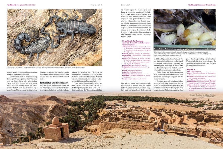 Bugs Nr. 05 - Skorpione Nordafrikas