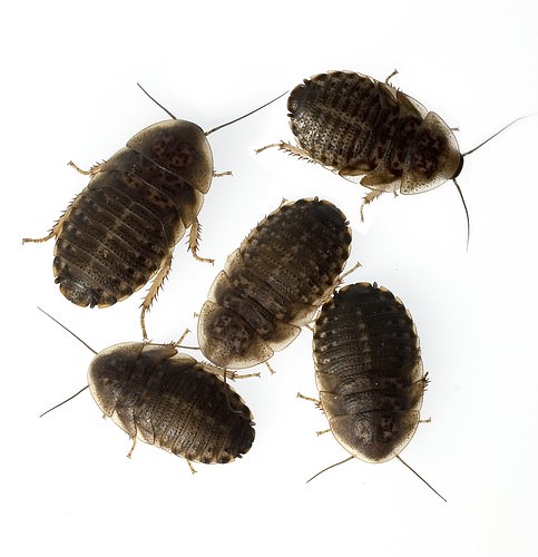 Argentinian forest cockroaches (Blaptica dubia)