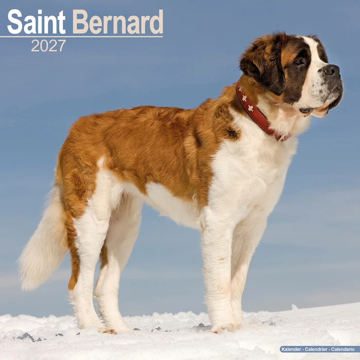 Calendario 2026 San Bernardo - Cane di San Bernardo - Saint Bernhard