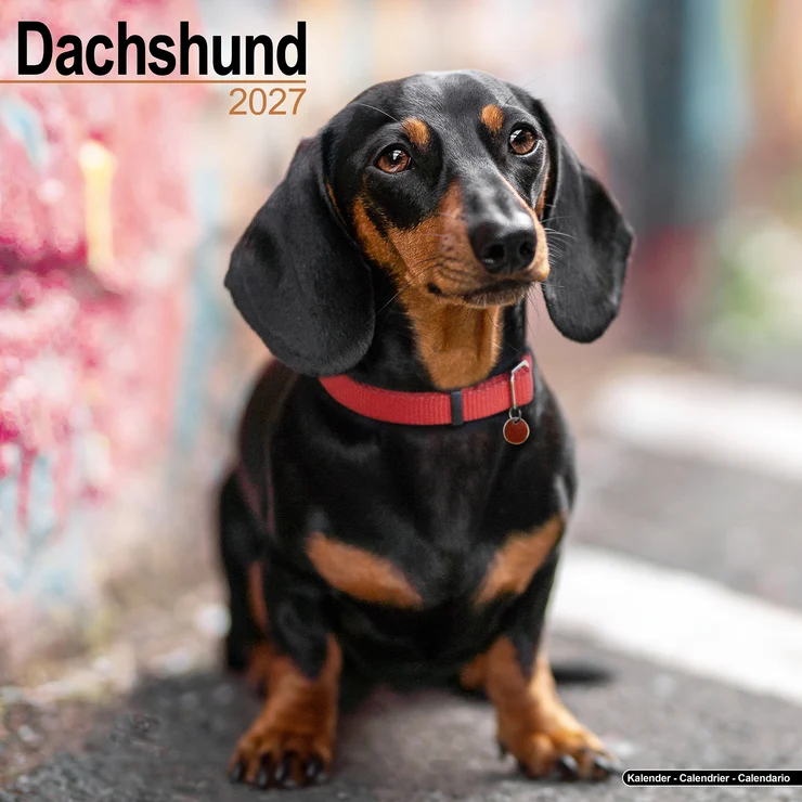 Kalender 2027 Dackel - Teckel - Dachshund