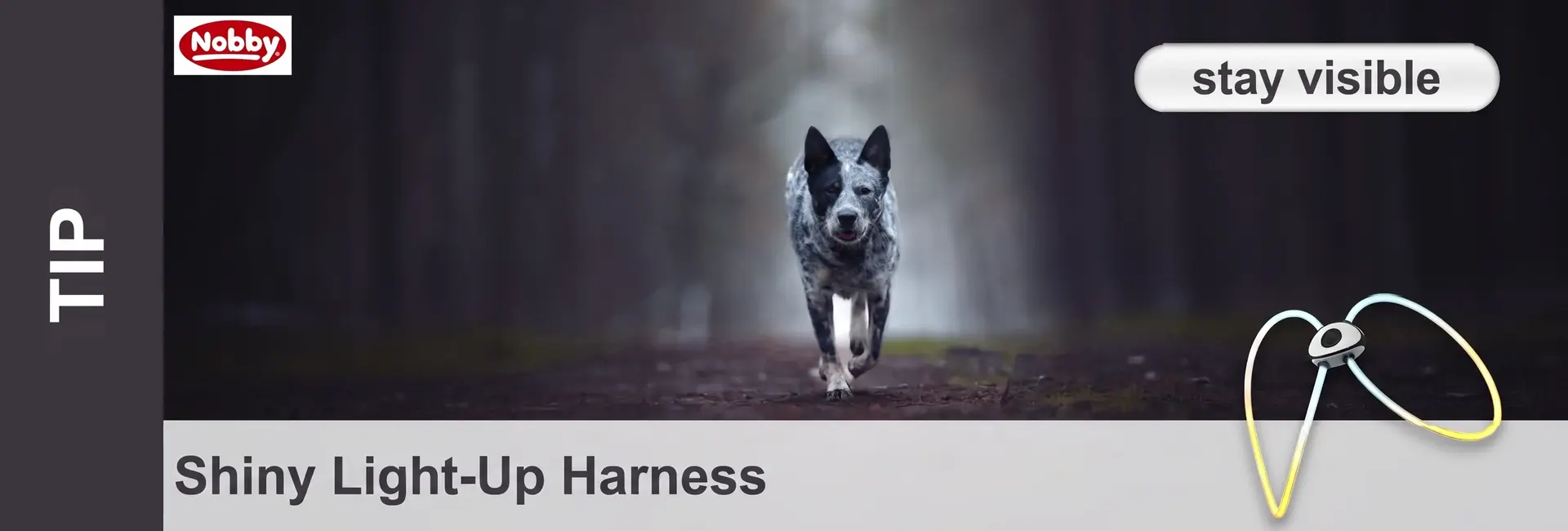An Australian Cattle Dog with a grey-and-black speckled coat is running head-on towards the viewer along a dark forest path. The background is misty and blurred, whilst the trees suggest twilight. The image emphasises visibility in the dark.
