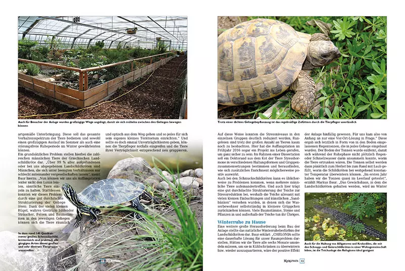 marginata-48-schildkroeten-im-tierschutz-2 Marginata 48 - Schildkröten im Tierschutz