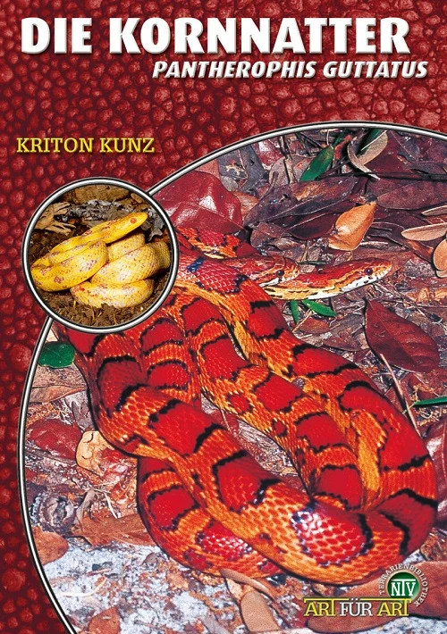 Un serpente del grano di colore rosso-arancio brillante con macchie nere giace su fogliame secco. La colorazione e il disegno sono ben riconoscibili. Un'immagine ritagliata mostra un serpente del grano giallo arrotolato. La varietà della specie.