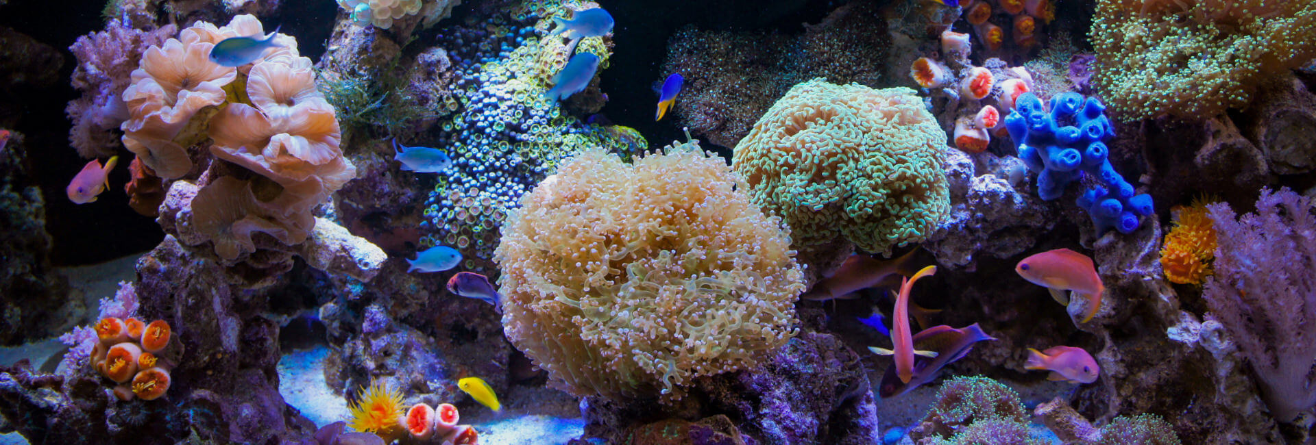 Meerwasser Aquaristik Wasseraufbereitung Meerwasser Aquaristik Wasseraufbereitung