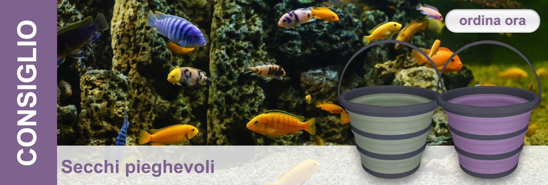 Acquario con pesci ornamentali colorati: un ciclide a strisce blu e pesci gialli e maculati bianco-nero nuotano davanti a rocce. In primo piano su fondo sabbioso ci sono due secchi pieghevoli, verde chiaro e viola.