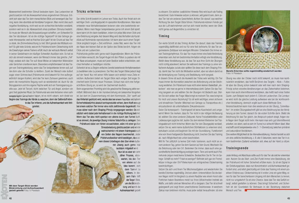 rodentia-89-adoption-ein-kleintier-aus-zweiter-hand-4 Rodentia 89 - "Adoption", ein Kleintier aus zweiter Hand