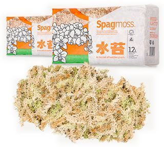 Mousse de spagnum compressée