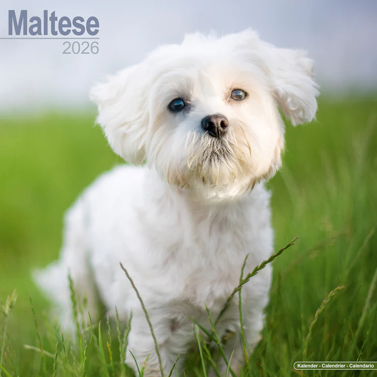 Kalender 2026 Malteser - Maltese
