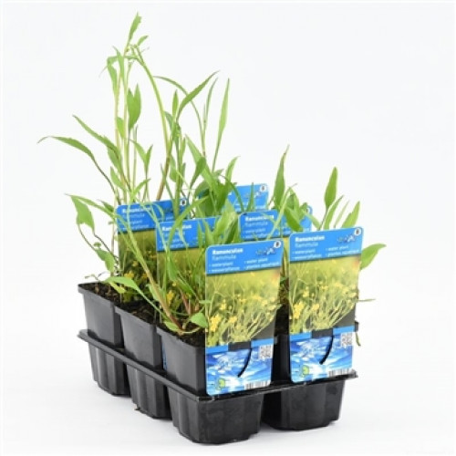 Mehrere Topfpflanzen in einer schwarzen Plastikschale, mit Etiketten "Ranunculus inundatus" und blauen Wasser-Motiven. Das Grün der Pflanzen ist gut sichtbar.
