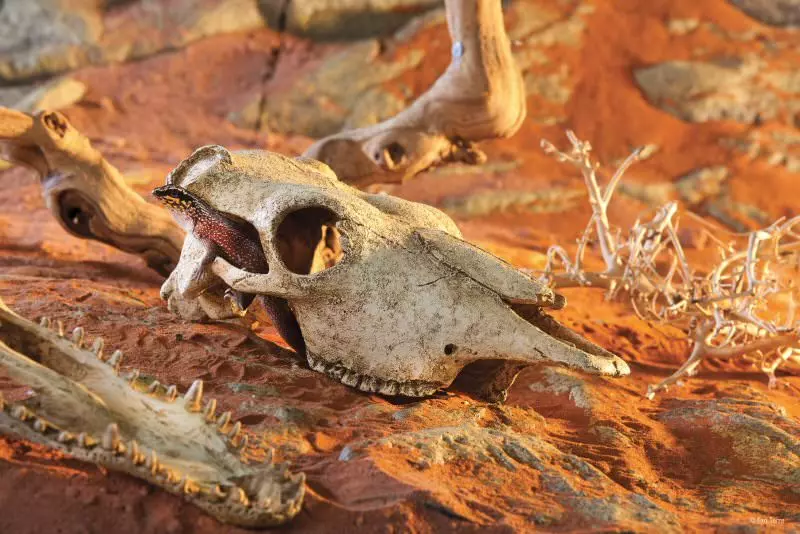 Buffalo Skull / Cachette sûre