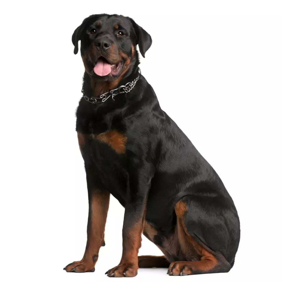 Rottweiler