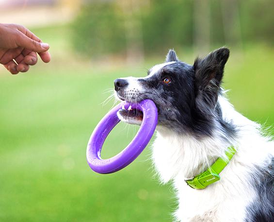 Puller Spielring für Hunde