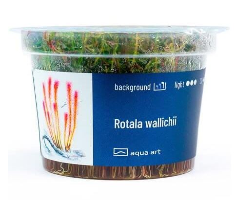 Rotala wallichii (Red mosswort)