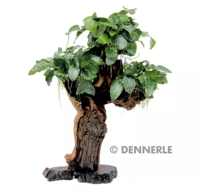 Dennerle Mbuna - Mopaniwurzel mit Standfuss und Anubias nana - gross