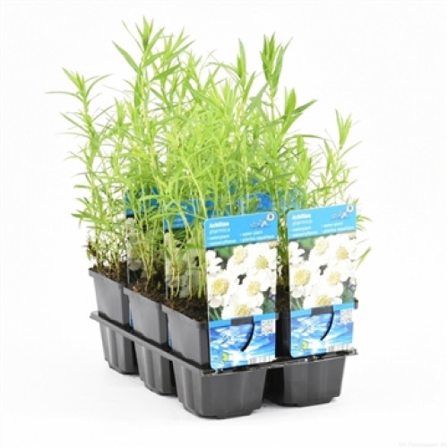 A bowl of small plants with green leaves and labels with white flowers.