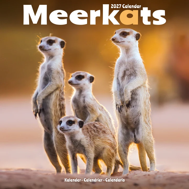 Kalender 2027 Erdmännchen - Meerkats - Mangusten