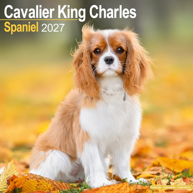 Calendar 2026 Cavalier King Charles Spaniel