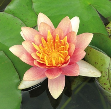 Teichpflanzen - Seerose Aurora - kupfer