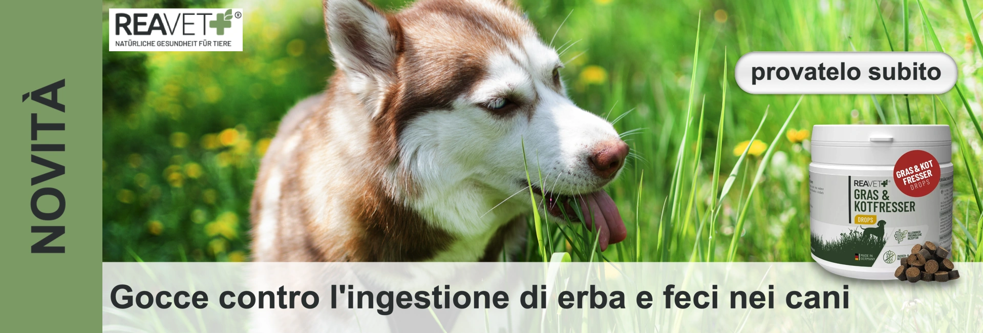 Un cane bianco e marrone con gli occhi blu mangia l'erba su un prato verde con fiori gialli. A destra si vede il prodotto «reavet Gras & Kotfresser Drops» con integratori rotondi di colore marrone scuro, pensati per ridurre l'ingestione di erba e feci.