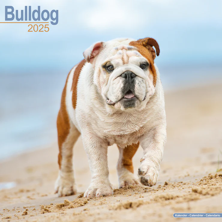 Calendrier 2025 Bulldog - Bulldog Anglais