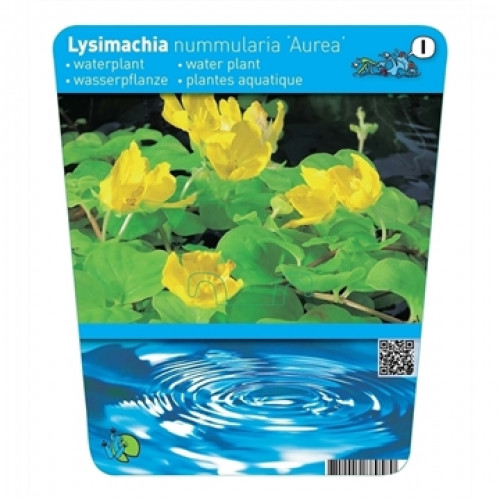 Label of a Lysimachia nummularia 'Aurea', with yellow flowers and round green leaves over blue water.