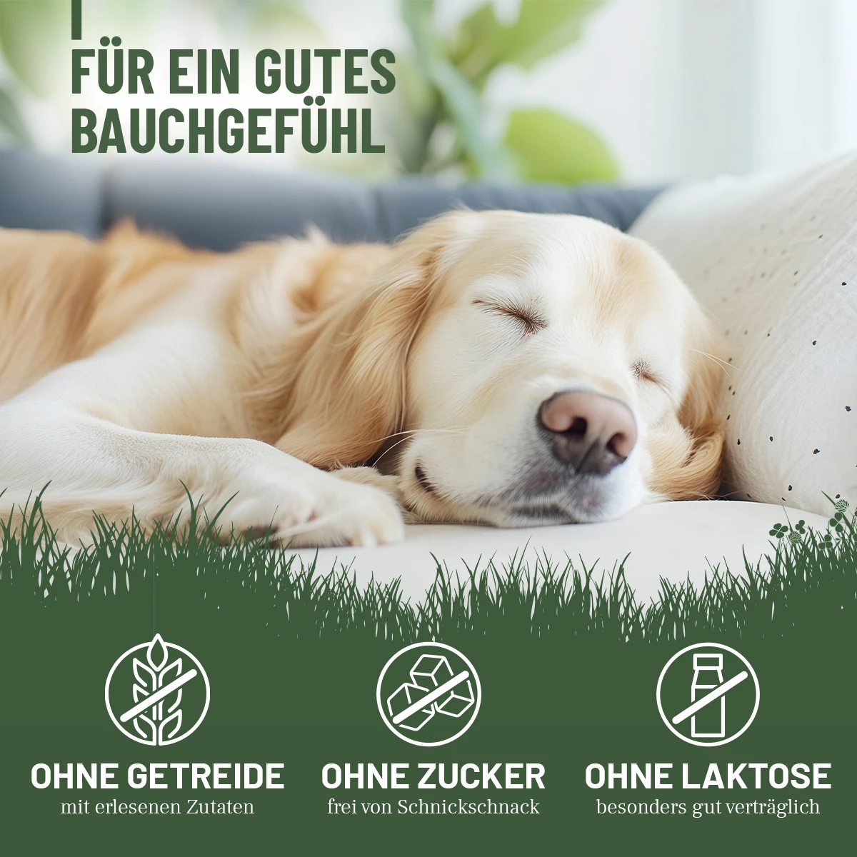 Golden Retriever schläft entspannt auf dem Sofa, Kopf auf Kissen. Oben: "FÜR EIN GUTES BAUCHGEFÜHL". Unten Vorteile: Ohne Getreide (erlesene Zutaten), Ohne Zucker (ohne Schnickschnack) und Ohne Laktose (gut verträglich).