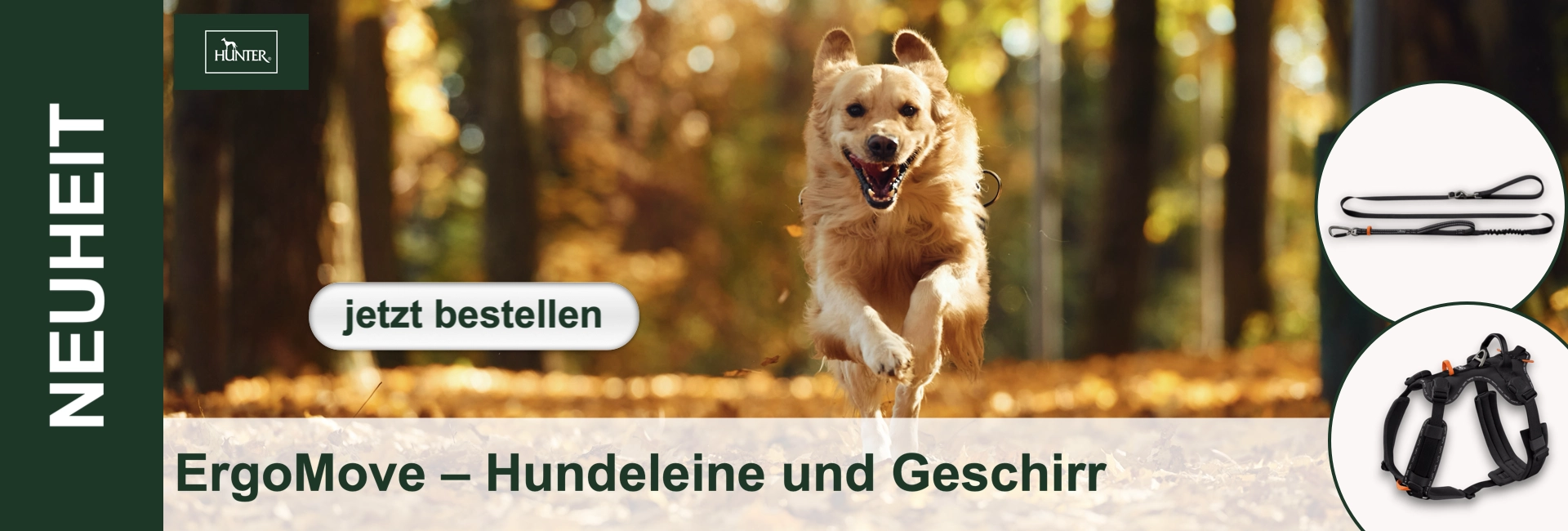 Ein fröhlicher, goldener Retriever springt mit offenem Maul und erhobenen Ohren durch einen sonnigen Herbstwald mit Laub am Boden. Rechts zeigen kreisförmige Ausschnitte eine schwarze Leine und ein passendes, ergonomisches Geschirr mit orangenen Details.