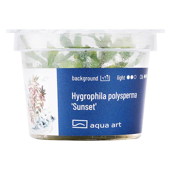 Hygrophila polysperma 'Sunset' in Vitro
