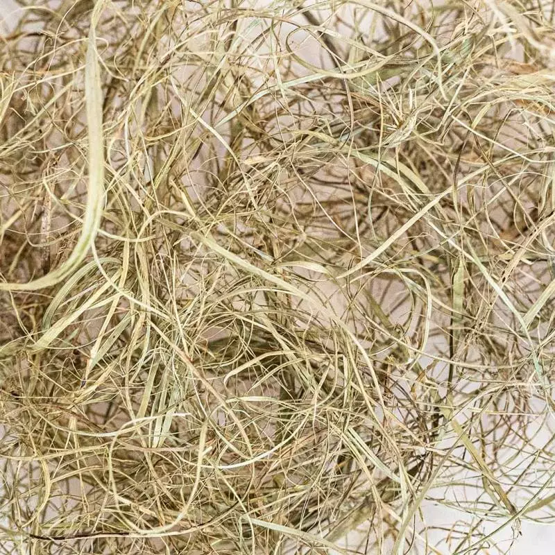Palmgras Palmgras