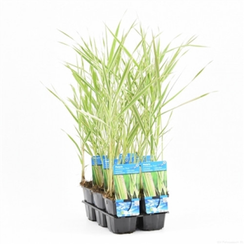 Buntes Bandgras (9cm) – Phalaris ‘Picta’