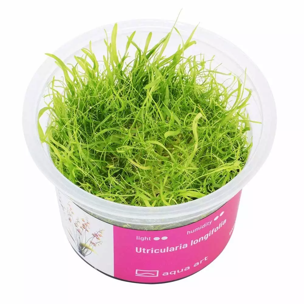 Utricularia longifolia - carnivorous plant
