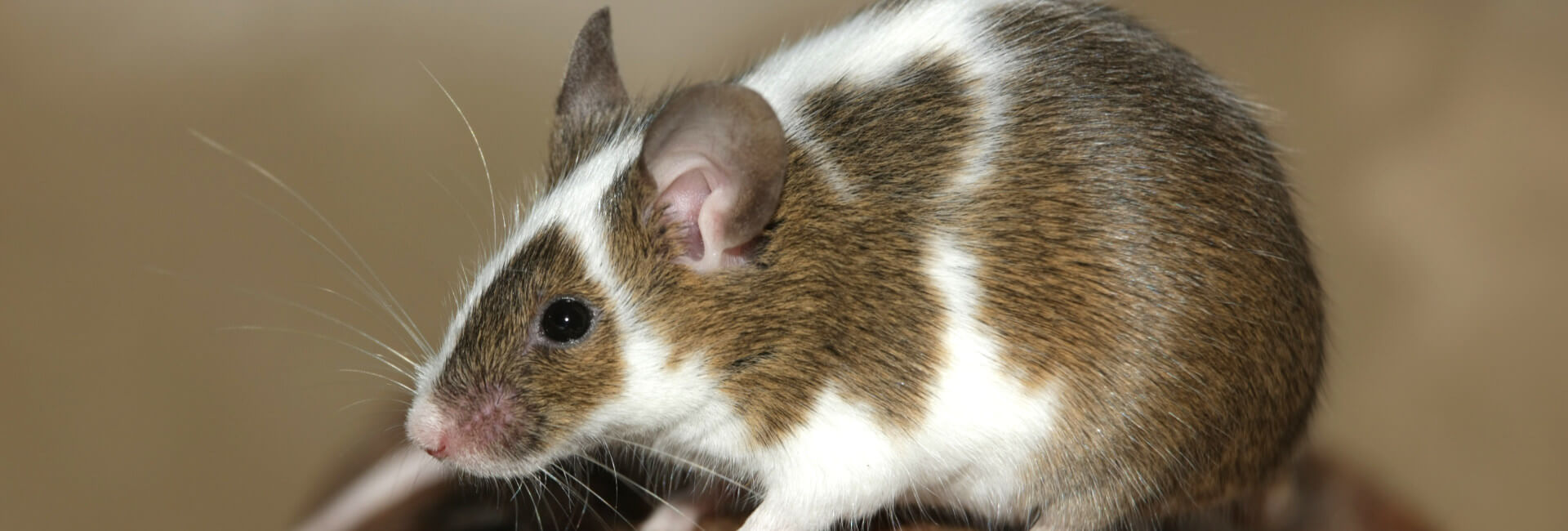 Kleintiere Hauptfutter Mäuse