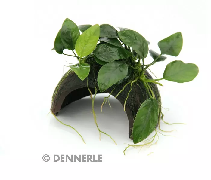 Dennerle Coco Cave mit Anubias nana