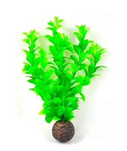 Rotala grün