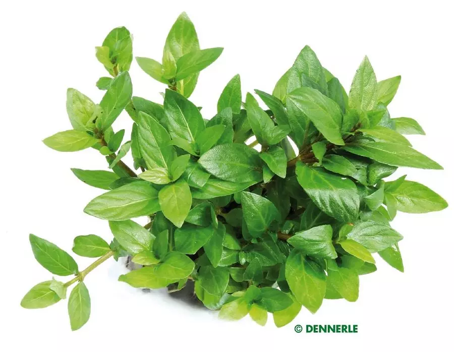 Dennerle Staurogyne repens