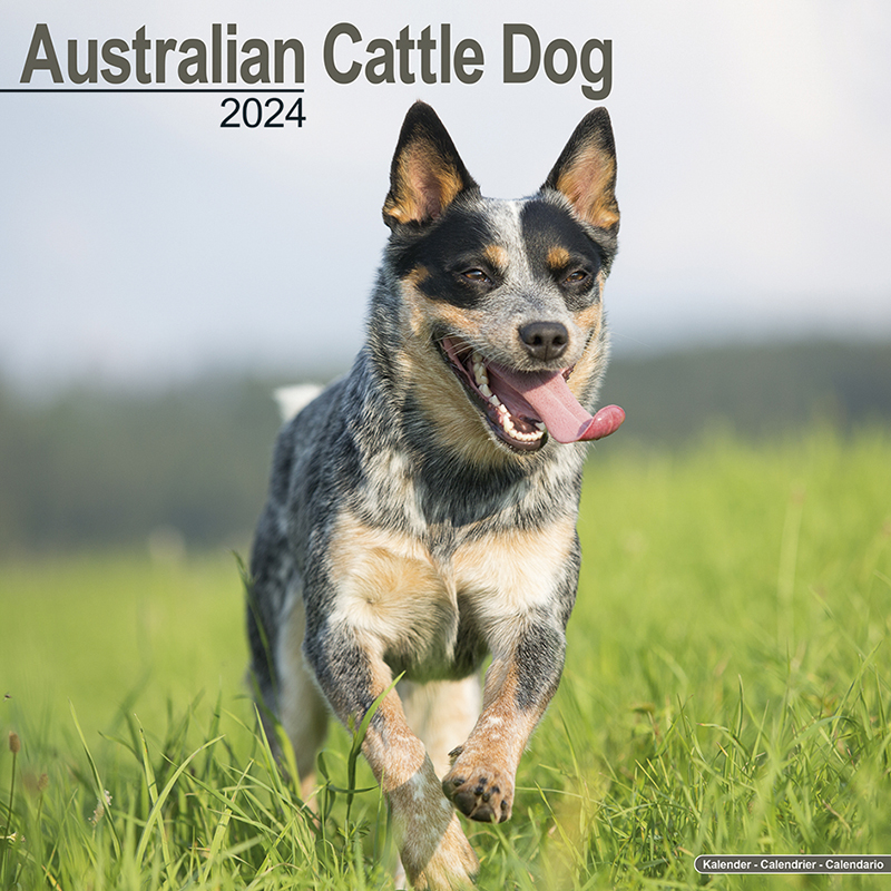 Calender 2024 Australian Cattle Dog