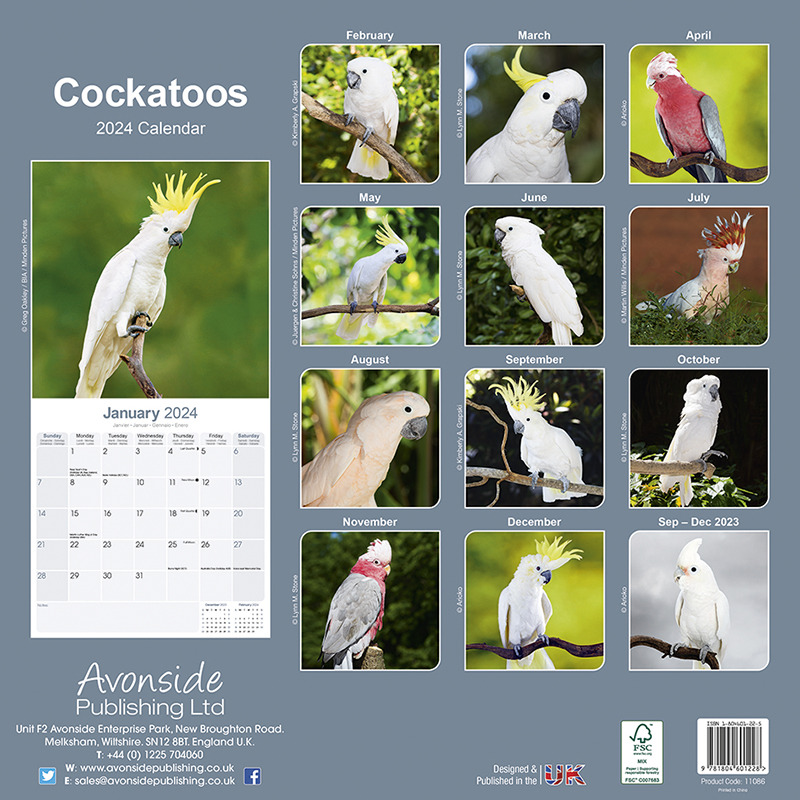 Kalender 2024 Kakadu - Cockatoos