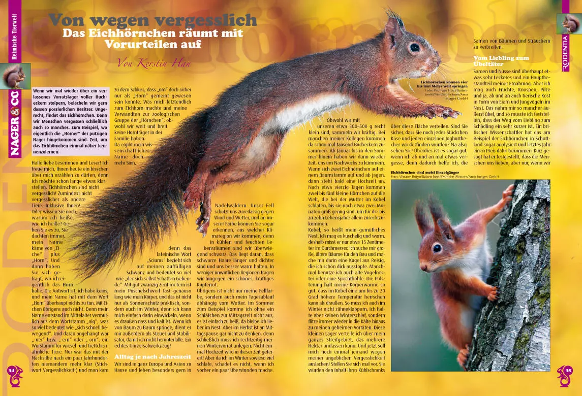 rodentia-87-zucht-mit-fachkenntnis-und-verantwortung-3 Rodentia 87 - Zucht - mit Fachkenntnis und Verantwortung